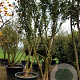 Osmanthus heterophyllus 300-350 cm container paraplukroon