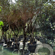 Osmanthus heterophyllus 300-350 cm container paraplukroon