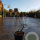 Oxydendrum arboreum 100-125 cm 20L