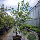 Parrotia persica 250-300 cm container meerstammig