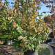 Parrotia persica 250-300 cm container Multistam