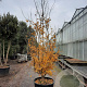 Parrotia persica 300-350 cm container meerstammig