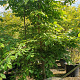 Parrotia persica 300-350 cm container meerstammig