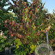 Parrotia persica 350-400 cm container solitair 2-3 tak