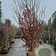 Parrotia persica 350-400 cm container meerstammig