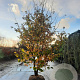 Parrotia persica 350-400 cm container meerstammig