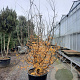 Parrotia persica 350-400 cm container meerstammig