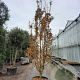 Parrotia persica 450-500 cm container meerstammig
