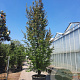 Parrotia persica 550-600 cm container meerstammig