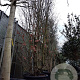Parrotia persica 550-600 cm container meerstammig
