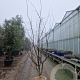 Parrotia persica 'Vanessa' 250-300 cm container struik