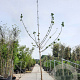 Paulownia tomentosa 200 cm stam container 20-25 leiboom