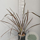 Phormium 'Red Sensation' 80-100 cm 15L