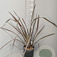 Phormium 'Red Sensation' 80-100 cm 15L