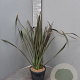 Phormium tenax 'Purpureum' 80-100 cm 10L