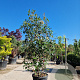 Photinia fraseri 'Red Robin' 200-250 cm 45L