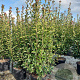 Photinia fraseri 'Red Robin' 200-250 cm 45L