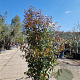 Photinia fraseri 'Red Robin' 200-250 cm 45L
