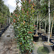 Photinia fraseri 'Red Robin' 175-200 cm 45L