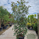 Photinia fraseri 'Red Robin' 175-200 cm 45L