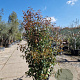 Photinia fraseri 'Red Robin' 175-200 cm 45L