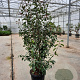 Photinia fraseri 'Red Robin' 200-250 cm 35L