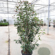 Photinia fraseri 'Red Robin' 200-250 cm 35L