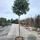 Photinia fraseri 'Red Robin' 180 cm stam container 16-18 leiboom