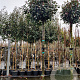 Photinia fraseri 'Red Robin' 200 cm stam container 12-14