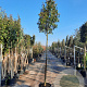 Photinia fraseri 'Red Robin' 200 cm stam container 12-14
