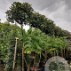 Photinia fraseri 'Red Robin' 200 cm stam container 12-14