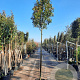 Photinia fraseri 'Red Robin' 200 cm stam container 14-16 hoge lei