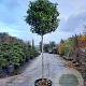Photinia fraseri 'Red Robin' 200 cm stam container 14-16 hoge lei