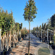 Photinia fraseri 'Red Robin' 200 cm stam container 14-16 hoge lei