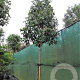 Photinia fraseri 'Red Robin' 200 cm stam container 16-18 leiboom