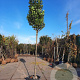 Photinia fraseri 'Red Robin' 200 cm stam container 16-18 leiboom