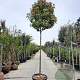Photinia fraseri 'Red Robin' 200 cm stam container 16-18 leiboom