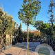 Photinia fraseri 'Red Robin' 200 cm stam container 18-20 leiboom