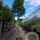 Photinia fraseri 'Red Robin' 200 cm stam container 18-20 leiboom