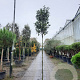 Photinia fraseri 'Red Robin' 200 cm stam 30L 8-10