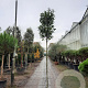 Photinia fraseri 'Red Robin' 200 cm stam 30L 8-10