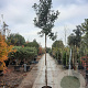 Photinia fraseri 'Red Robin' 8-10 HO 35L