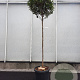 Photinia fraseri 'Robusta Compacta' 120 cm stam container 6-8