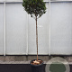 Photinia fraseri 'Robusta Compacta' 120 cm stam container 6-8