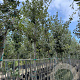 Quercus ilex 8-10 mm container