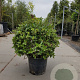 Quercus ilex 60-80 cm container bol