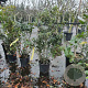 Quercus ilex 60-80 cm 3,0L