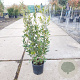 Quercus ilex 60-80 cm 3,0L