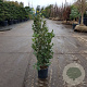 Quercus ilex 60-80 cm 3,0L