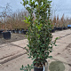 Quercus ilex 100-125 cm 10L